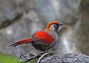 Red-tailed Laughingthrush