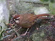 White-browed Laughingthrush