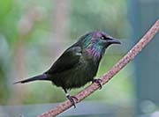 Picture/image of Metallic Starling