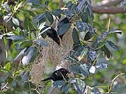 Picture/image of Metallic Starling