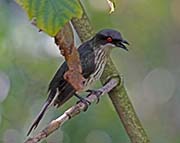 Picture/image of Metallic Starling