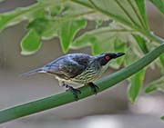 Picture/image of Metallic Starling