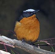 White-crowned Robin-Chat