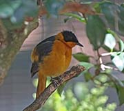 Snowy-crowned Robin-Chat