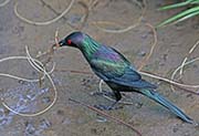 Picture/image of Metallic Starling