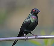 Picture/image of Metallic Starling