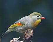 Red-billed Leiothrix