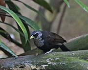 Capuchin Babbler