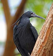 Picture/image of Black Heron