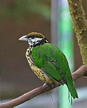 White-eared Catbird