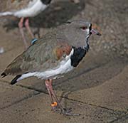 Picture/image of Southern Lapwing