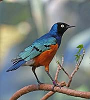 Picture/image of Superb Starling