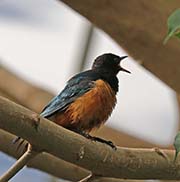 Picture/image of Superb Starling