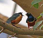 Picture/image of Superb Starling