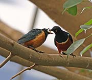 Picture/image of Superb Starling