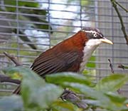 Chestnut-backed Scimitar-Babbler