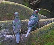 Picture/image of Metallic Starling