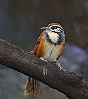 Greater Necklaced Laughingthrush