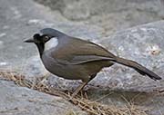 Black-throated Laughingthrush