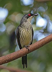 Picture/image of Metallic Starling