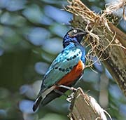 Picture/image of Superb Starling