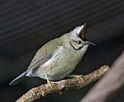 Taiwan Yuhina