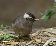 White-collared Yuhina