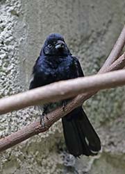 Picture/image of White-shouldered Tanager