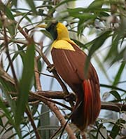 Red Bird-of-paradise