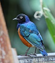 Picture/image of Superb Starling