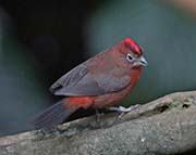 Picture/image of Red-crested Finch