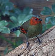 Red-faced Liocichla