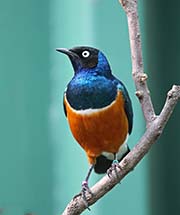 Picture/image of Superb Starling