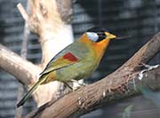 Silver-eared Mesia