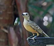 Fawn-breasted Bowerbird