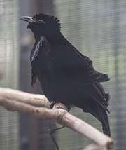 Superb Bird-of-paradise