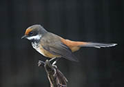 Rufous Fantail