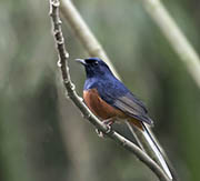 White-rumped Shama