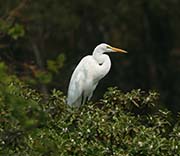 Great Egret