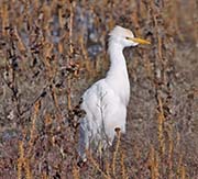 Picture/image of Cattle Egret