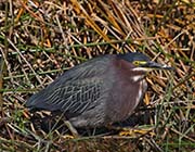 Picture/image of Green Heron