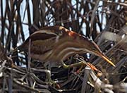 Least Bittern