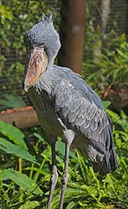  Shoebill