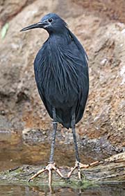  Black Heron