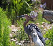  Goliath Heron