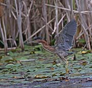 Picture/image of Green Heron