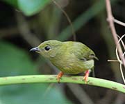 Golden-collared Manakin