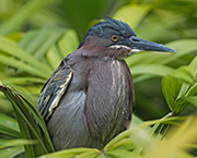 Picture/image of Green Heron