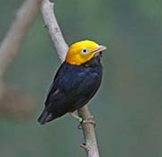 Golden-headed Manakin