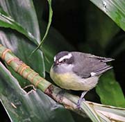 Bananaquit